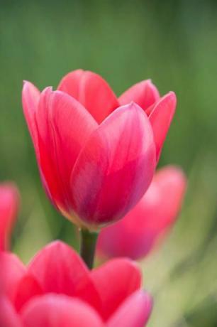 rhs trädgård, wisley, surrey närbild av tulpan tulipa kosmopolitisk rosa, vår, glödlampa