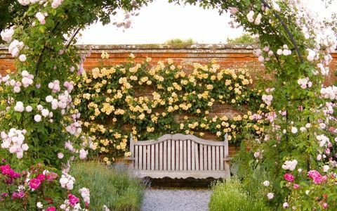 how-to-grow-rosor-rose-arch