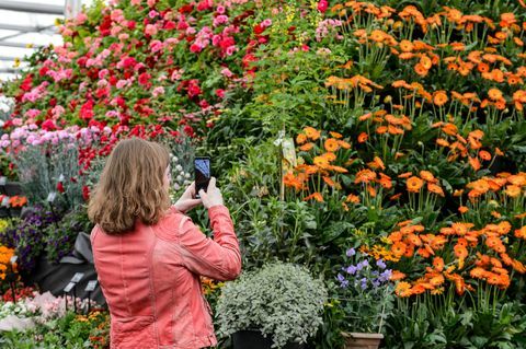 bbc gardeners world live 2019 blommarquee-deltagare som fotograferar växtpyramiden