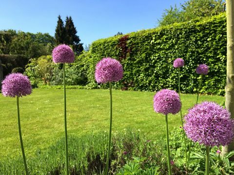 Rosa blommor och hög häck som växer i inhemsk trädgård