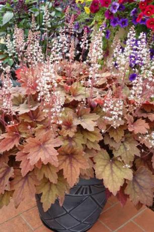 heuchera växt med pråliga bågade blad i slående färg