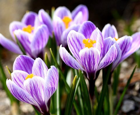 Närbild av purpurfärgad krokus som utomhus blommar