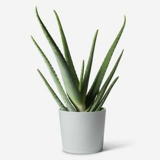 Aloe Vera växt