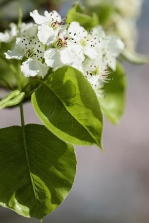 Päron, Callery päron Chanticleer, Pyrus calleryana Chanticleer, vita blommor på trädet.