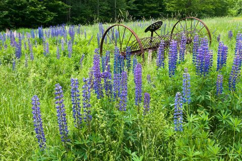 sockerkulle, New Hampshire, fält