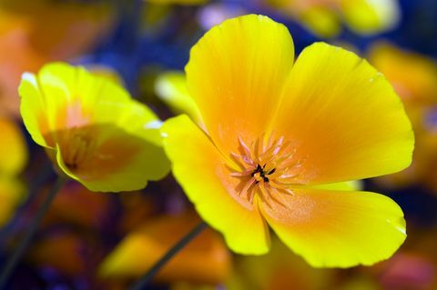 Kalifornisk vallmo - gul och orange blomma