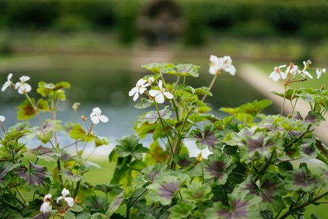 ny design för den sjunkna trädgården på Kensington Palace