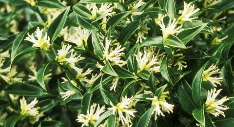 färg-in-your-garden-sarcococca-confusa