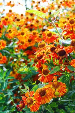 Växt, gul, blomma, kronblad, apelsin, botanik, blommande växt, daisy -familjen, ettårig växt, vildblomma, 