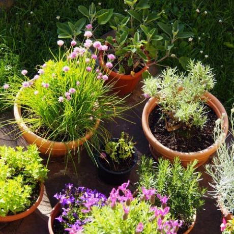 idyllisk vårscen i italiensk trädgård med krukor med blommande växter och köksörter fransk lavendel, halmblomma, gräslök, blåklockor, rosmarin, salvia