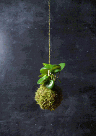 Kokedama hantverk - Anna Garforth