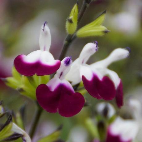 Salvia Amethyst Lips ('Dyspurp')