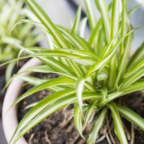 gröna blad av spindelväxt chlorophytum comosum