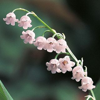 Liljekonvalj Rosea