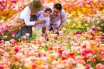 Varför du bör besöka Flower Fields på Carlsbad Ranch