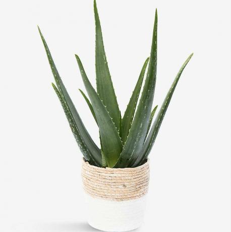 Aloe Vera växt och halmkorg