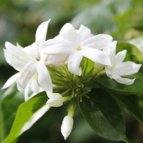 trädgårdsoas, vita trachelospermum jasminoides som blommar i trädgården, närbild