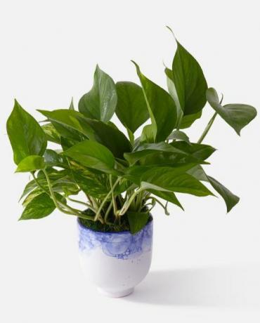 pothos växt