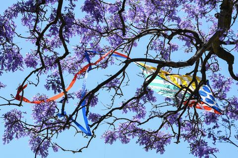 Turister flockar till Sydney förorter för att se Jacaranda träd i full blom