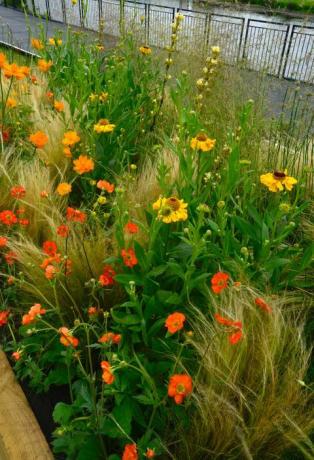 RHS Chatsworth Flower Show - blomkanter