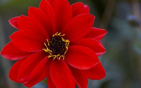 blomsterlökar-dahlia-biskop-of-llandaff