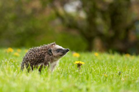 Igelkott på ängen med maskrosblomman