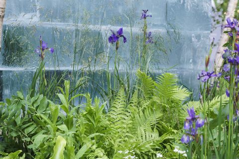 chelsea flower show 2022 the plantman's ice garden designad av john warland sanctuary garden