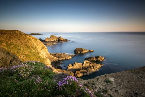 Vilda blommor på klipporna av Pembrokeshire kustbanan på Nine Wells nära St Davids, Wales