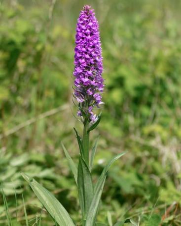 södra träsk orkidé dactylorhiza praetermissa växt i blom