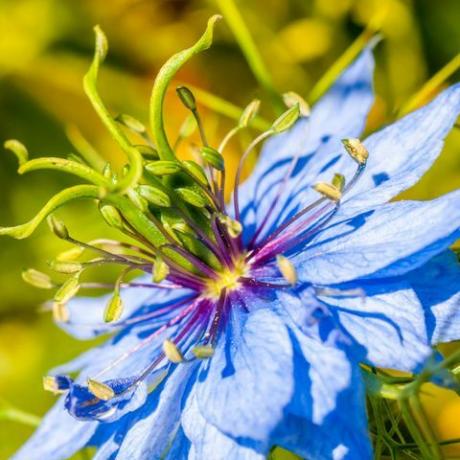 närbild makro nigella elektrisk blå blomma