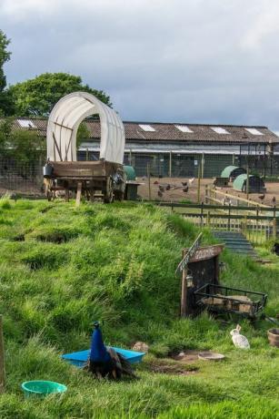 Utanför landsbygden utrymme med djur