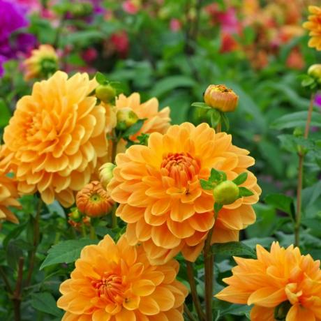 augusti kantväxt dahlia