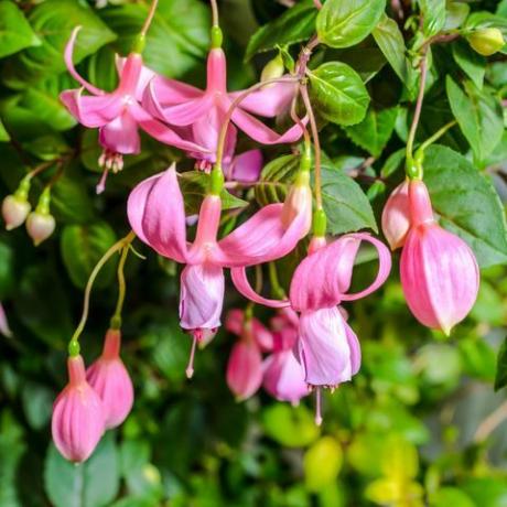 trädgårdsoas, fuchsia 'rosa i överflöd', ega1xa känslig rosa fuchsia -blomma på naturen gröna blad bakgrund, rosa i överflöd, närbild