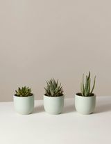 Succulent trio