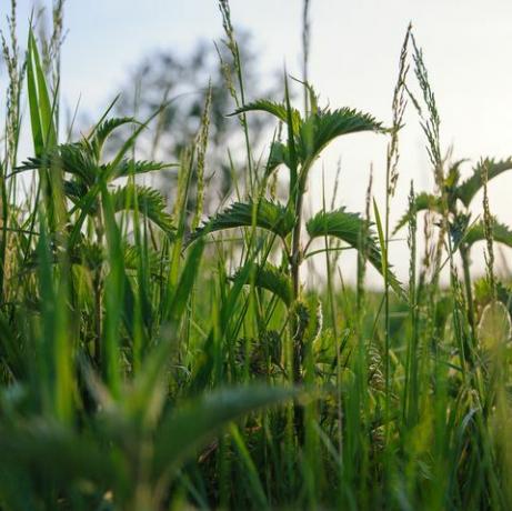 nässlor växt i fält grön naturlig bakgrund med mjuk bokeh vald fokus detaljerad bild