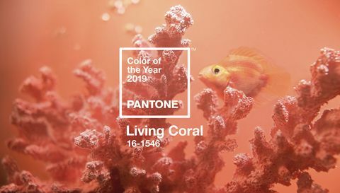 Årets Pantonefärg 2019 - Living Coral