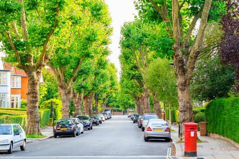 Gata fodrad med träd i West Hampstead i London