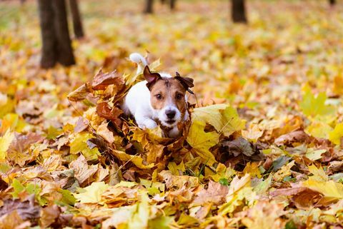 hund springer genom hög med färgglada höstlönnlöv