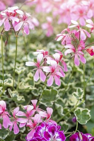 vackra ljusrosa pelargonium sommarblommor med brokigt bladverk