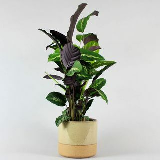 Calathea Maui & Sandstorm Pot