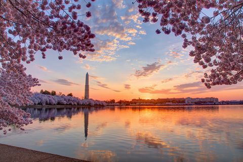 Körsbärsträd och stadsbild på soluppgången, Washington DC, Columbia, USA