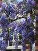 Wisteria: Plantering, beskärning och hur man undviker dålig blommande insekter