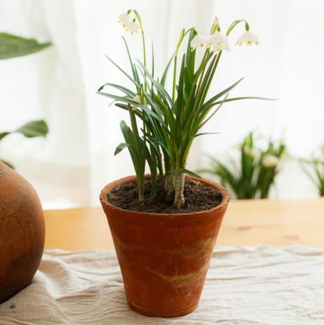 vårblommor som växer i lerkrukor på rustikt träbord med linnetyg på bakgrund av fönster i rummet lantligt stilleben hej vårens trädgårdsarbete och botanik första blommor vårsnöflinga