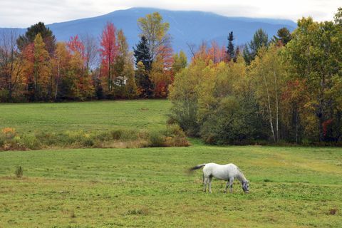 sockerkulle, New Hampshire, höstlandskap