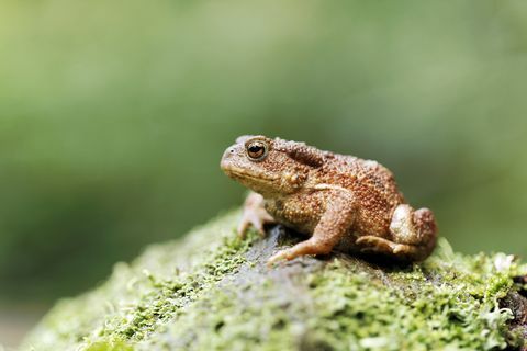 Vanlig padda, Bufo bufo, enkel padda på stocken, Warwickshire