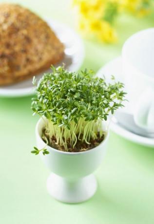 Äggkopp med cress som växer inom