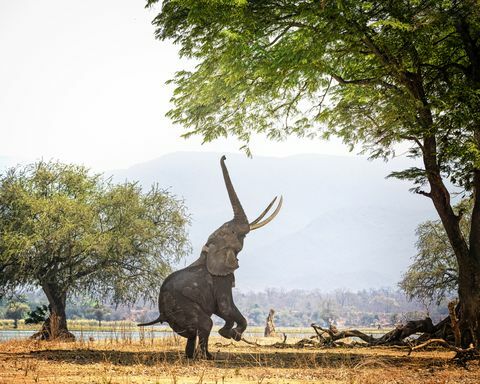 Afrikansk elefant Boswell på två fötter vid Mana Pools, Zimbabwe