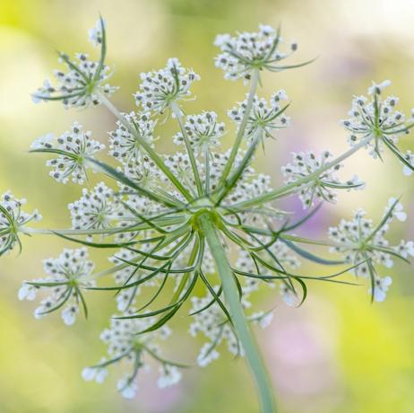 växande snittblommor ammi