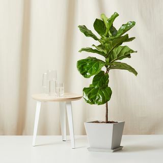 Fiddle Leaf Fig