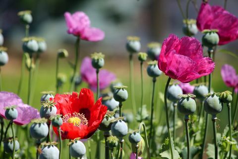 skär blomsterträdgård lila röd rosa vallmo och fröhuvuden